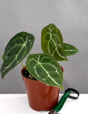 Anthurium Forgetii x Warocqueanum
