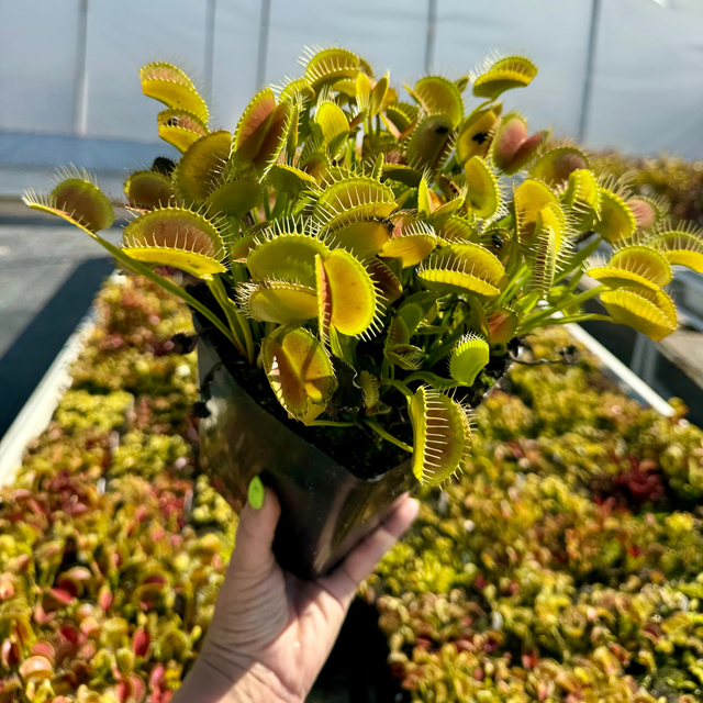 Dionaea m. 'King Henry' Potted
