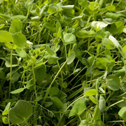 Peaceful Valley Premium Soil Builder Mix - Raw Seed (lb)