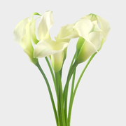 Calla Lily Mini White Flower