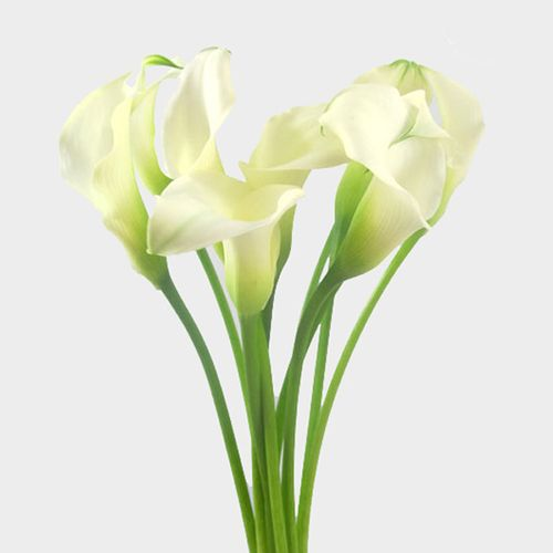 Calla Lily Mini White Flower