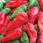Pepper Ghost Pepper Red Seed