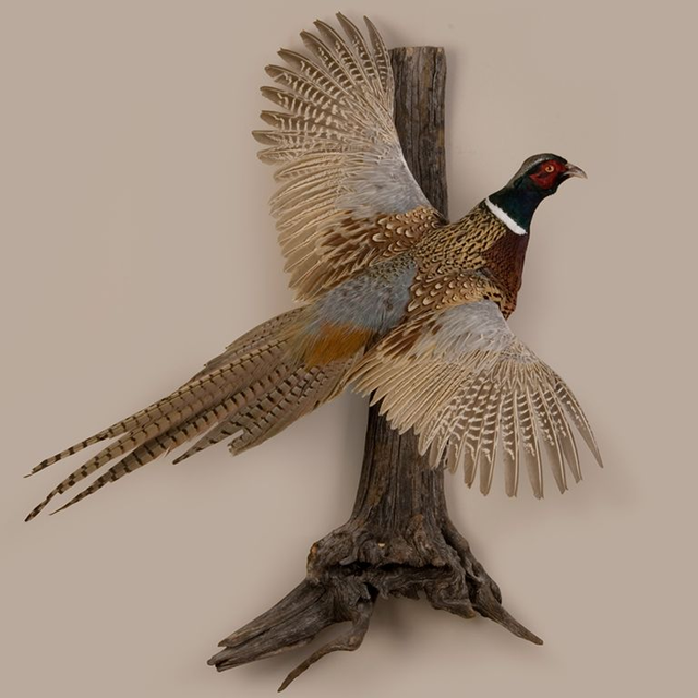 Rustic Trophy Pheasant