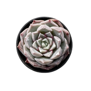 Echeveria The Next Gardener Perfume Taro