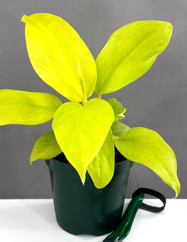 Philodendron Malay Gold