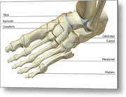 The Bones Of The Foot Metal Print