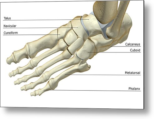 The Bones Of The Foot Metal Print
