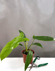 Philodendron 69686