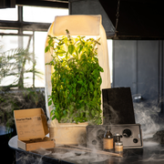 GreenBox Plus Legalisierung Bundle – Black November Angebot