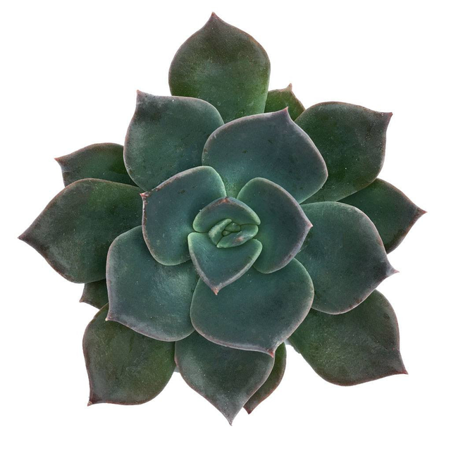 Echeveria 'Blue Prince'