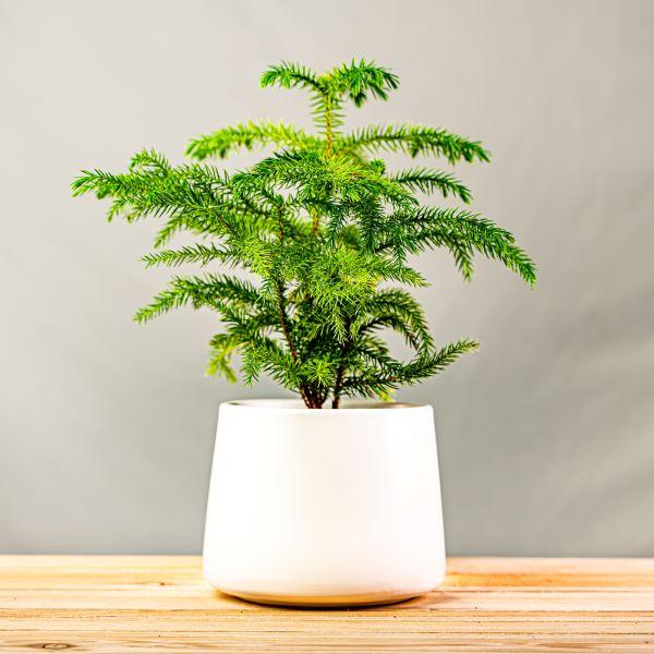 Norfolk Island Pine