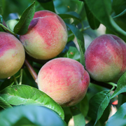 North San Juan Blood Peach Tree
