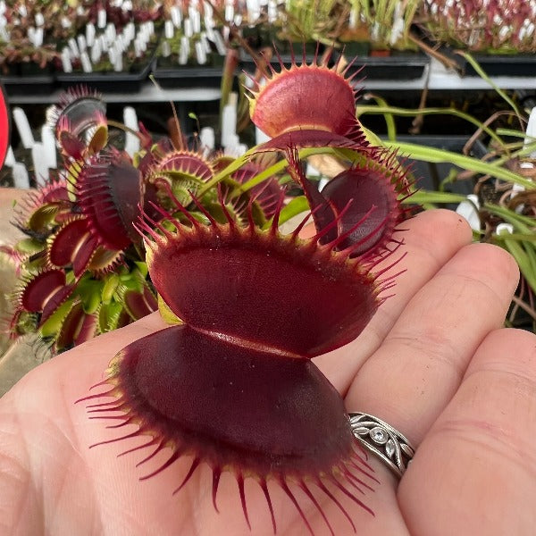 Seed Pack Dionaea m. "Sam Flytrap" (12 seeds/pack)