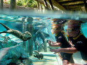 Walt Disney World and SeaWorld Parks Combo, Orlando