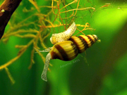 Assassin Snails (Clea helena)
