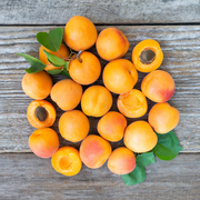 Organic Goldensweet Apricots