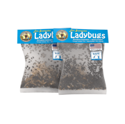 Ladybugs - General Predators