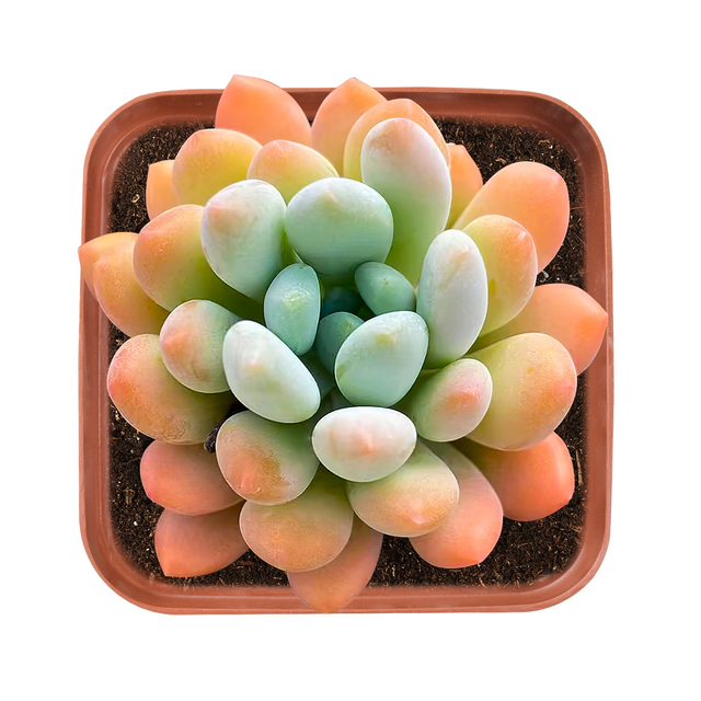 x Pachyveria 'Clavifolia'
