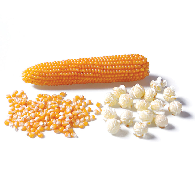 Popcorn Gourmet Mushroom F1 Seed