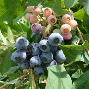 Brightwell Blueberry Bush