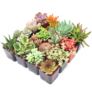 'Everything' Succulent Pack