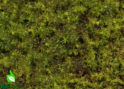 Live hand propagated star moss