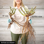 Rio Samba Hybrid Tea Jumbo Rose