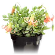 Cotyledon pendens 'Cliff Cotyledon'