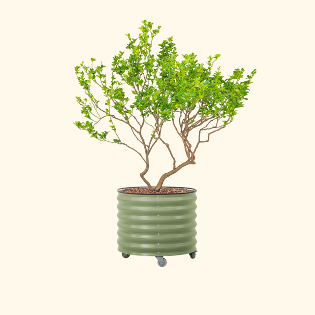 Classic Rolling Tree Planter