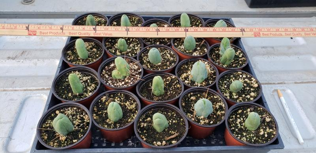 Trichocereus bridgesii forma monstrose TBM inermis aka Ornamental Penis Cactus Plant