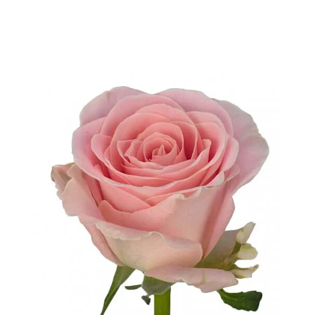 Sweetheart Rose Babyface - 40 Stem Bunch