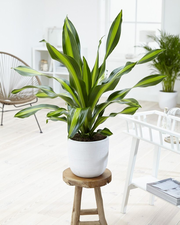 Dracaena Burley - Circa 90cms