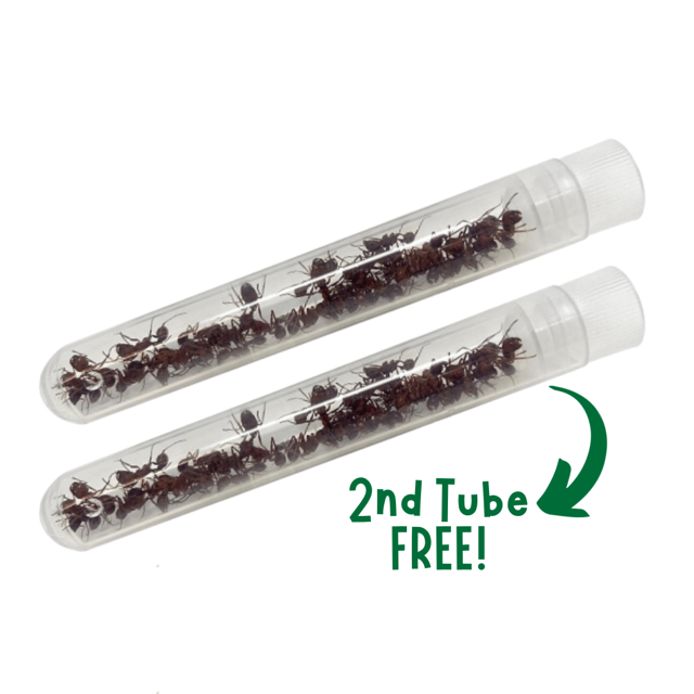 Buy a Tube of Live Ants, Get a 2nd Tube FREE
