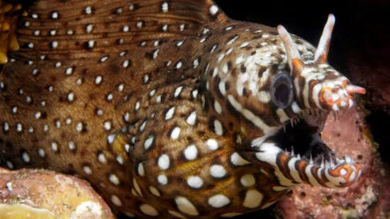 Japanese Dragon Moray Eel