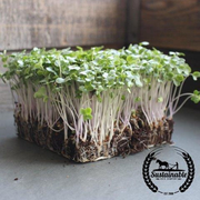 Broccoli - Waltham 29 - Organic - Microgreens Seeds