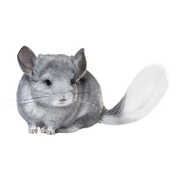 Chinchilla