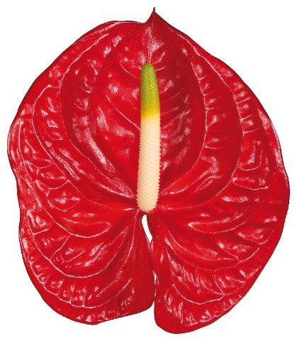 Anthurium Red