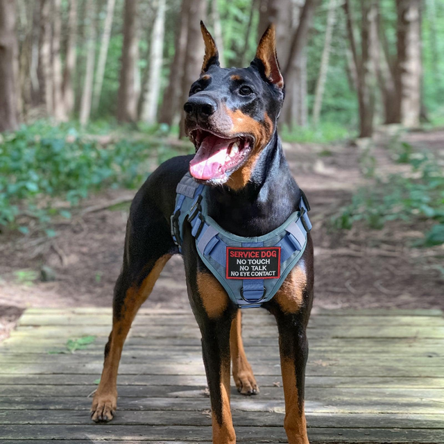PAWTRENDER Tactical Dog Harness for Large Dogs