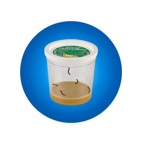 Cup Of Caterpillars™ Basic