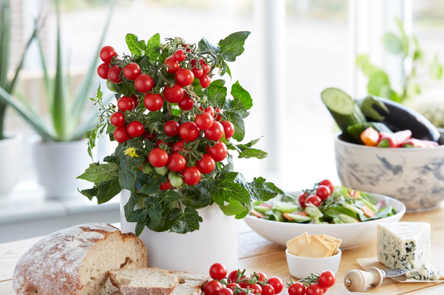 Ponchi Mi Tomato (2 Pack)