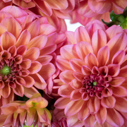 Salmon Dahlia Flower