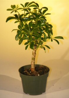 Pre Bonsai Hawaiian Umbrella Bonsai Tree - Small(arboricola schefflera 'luseanne')