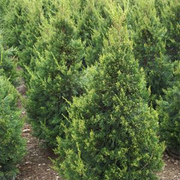 Green Columnar Juniper Bush