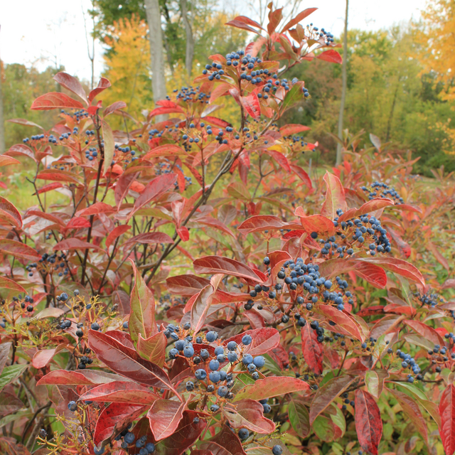 Brandywine™ Witherod Viburnum