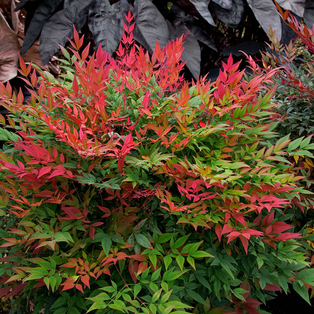 Southern Living® Obsession Nandina Shrub