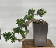 Green Emerald Ficus Bonsai TreeCascade Style(ficus microcarpa)
