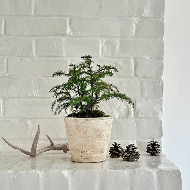 Norfolk Pine, Potted