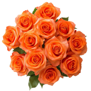 Orange Roses Sale