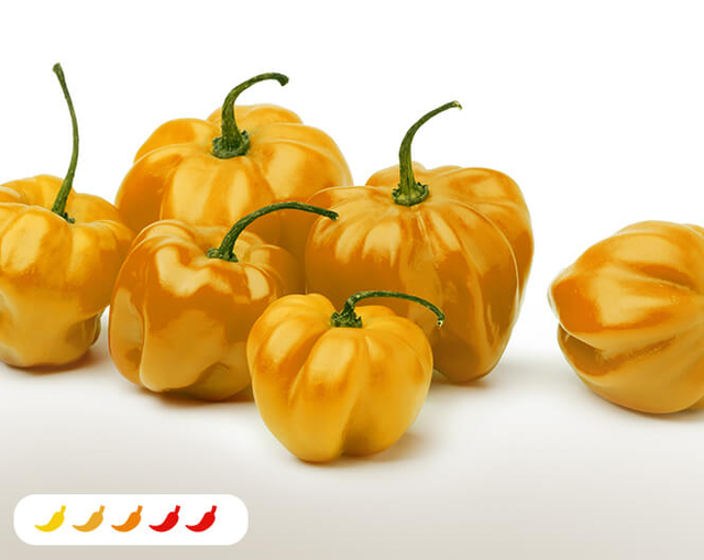 Yellow Scotch Bonnet Hot Pepper (2 Pack)