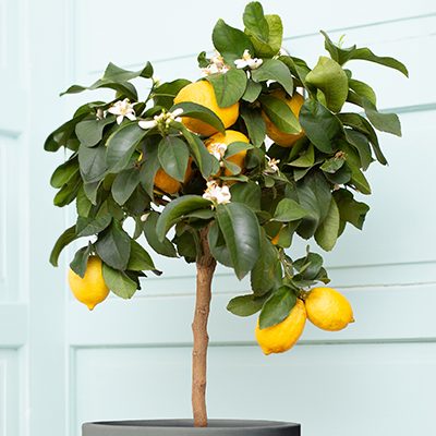 Dwarf Improved Meyer Lemon Tree